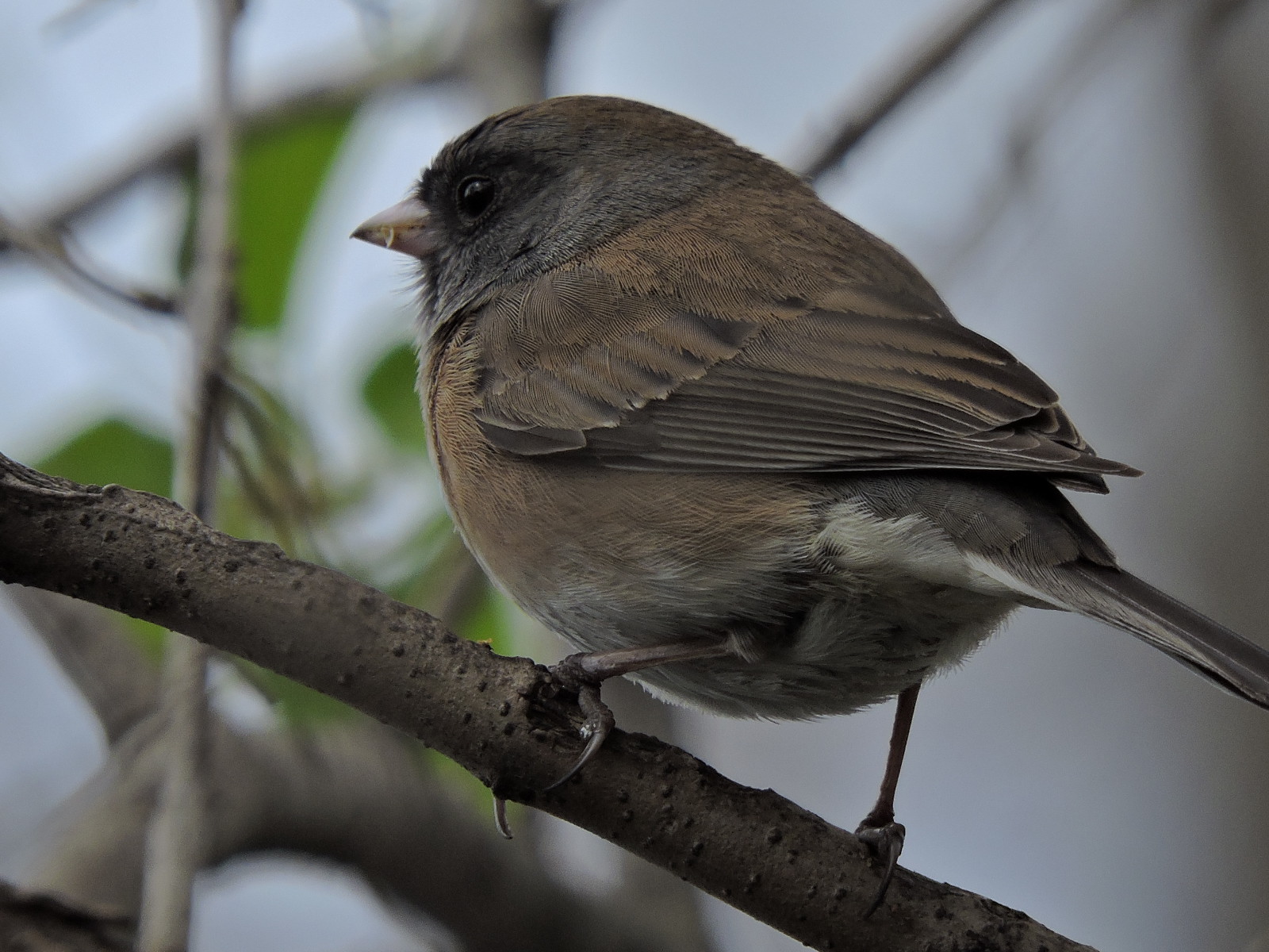 Dark Headed Junco | Inland 360