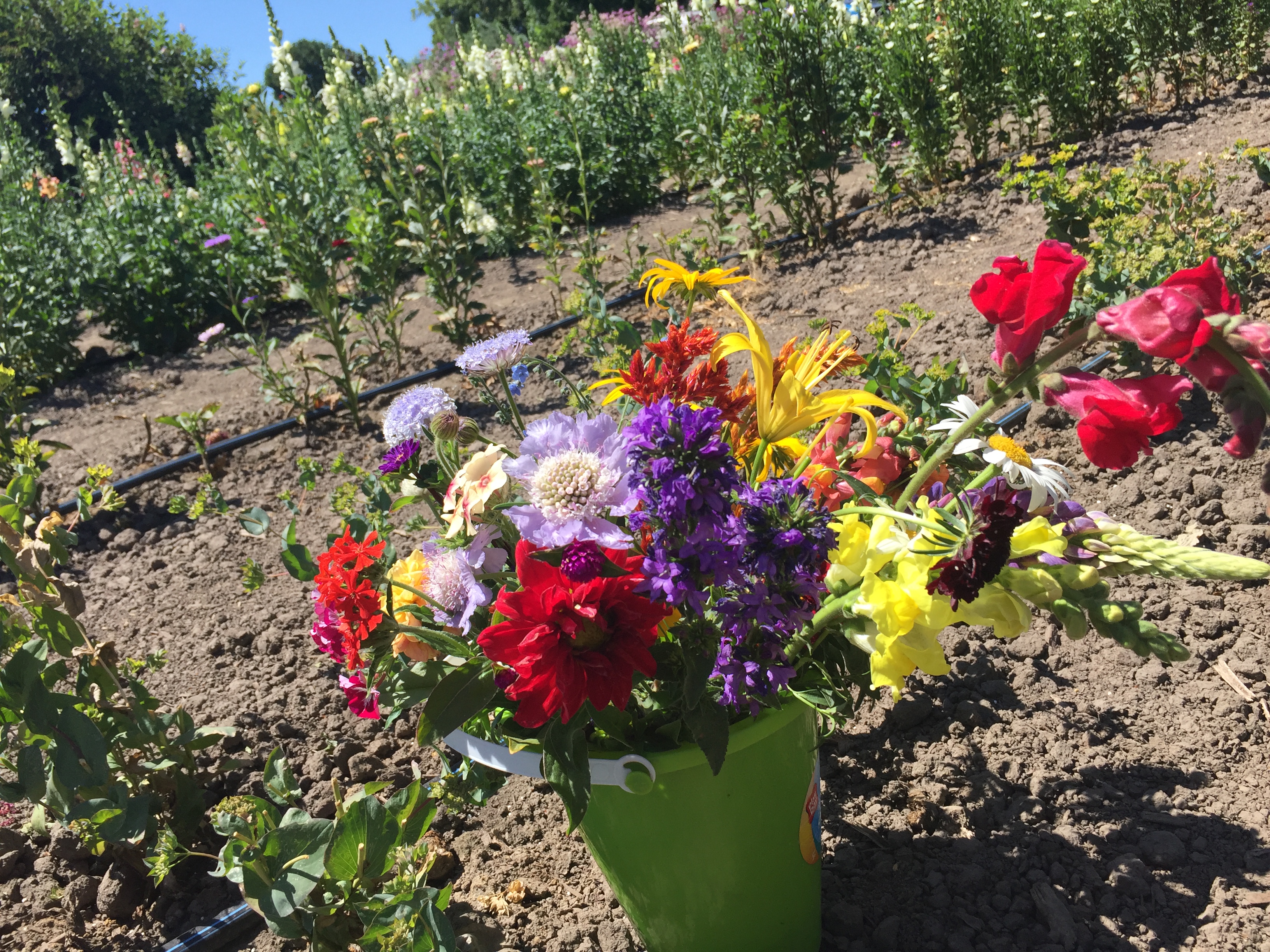 last ditch summer fun: u-pick flowers save summer in a vase | inland 360